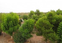 Resale - Villa - Algorfa